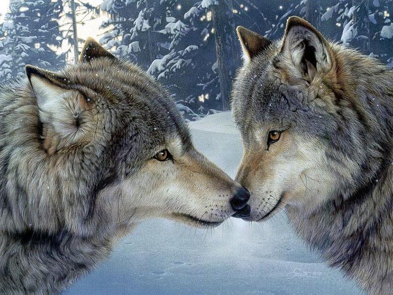 Les deux loups.