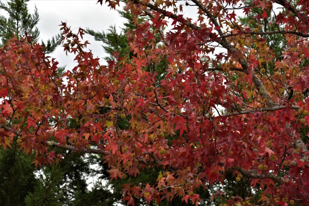 L actualit Du Mois De Novembre Bruno Dovis Cours De Tai Chi Chuan